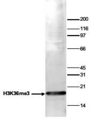 Western Blot: Histone H3 [Trimethyl Lys36] Antibody [NBP2-59155] - Histone extracts (15 ug) from HeLa cells were analyzed using the antibody against H3K36me3 diluted 1:1,000 in TBS-Tween containing 5% skimmed milk. Observed molecular weight is ~17 kDa.